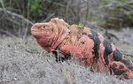 Monitoring Pink Iguana in the Galapagos islands